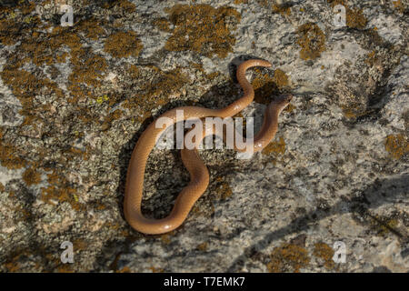 Serpent à tête plate (Tantilla gracilis) de Chase Comté, Kansas, États-Unis. Banque D'Images