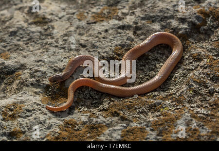 Serpent à tête plate (Tantilla gracilis) de Chase Comté, Kansas, États-Unis. Banque D'Images