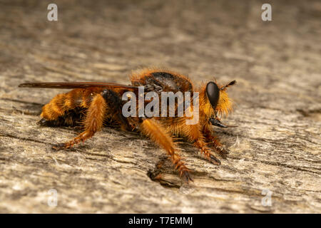 Voleur géant voler (lat. Pogonosoma maroccanum) Banque D'Images