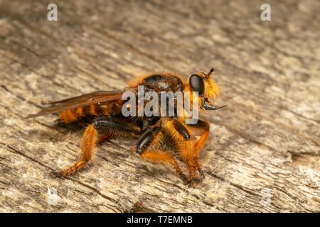 Voleur géant voler (lat. Pogonosoma maroccanum) Banque D'Images