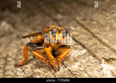 Voleur géant voler (lat. Pogonosoma maroccanum) Banque D'Images