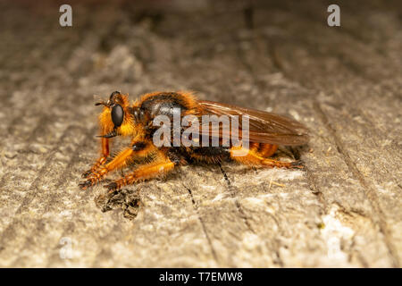 Voleur géant voler (lat. Pogonosoma maroccanum) Banque D'Images