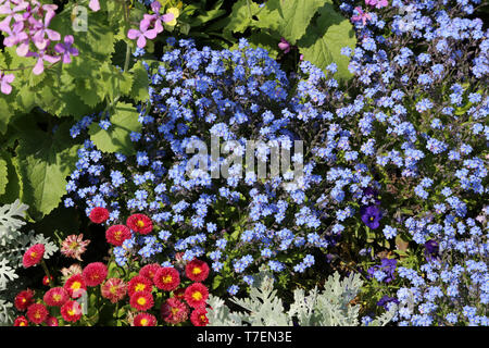Diverses fleurs sur un lit dans un parc de la ville. Banque D'Images