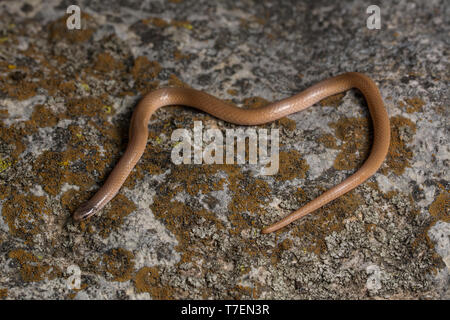 Serpent à tête plate (Tantilla gracilis) de Chase Comté, Kansas, États-Unis. Banque D'Images