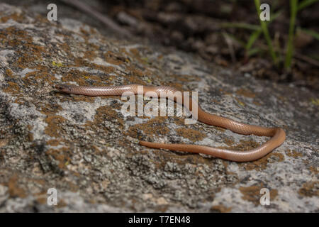 Serpent à tête plate (Tantilla gracilis) de Chase Comté, Kansas, États-Unis. Banque D'Images