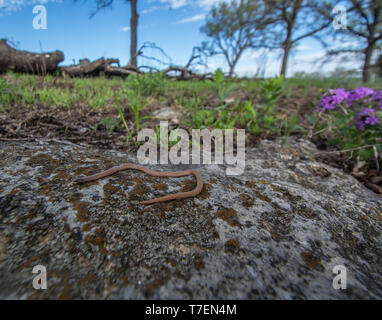 Serpent à tête plate (Tantilla gracilis) de Chase Comté, Kansas, États-Unis. Banque D'Images