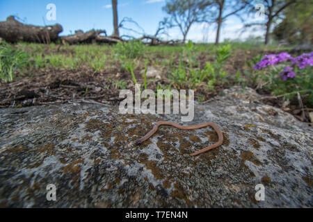 Serpent à tête plate (Tantilla gracilis) de Chase Comté, Kansas, États-Unis. Banque D'Images