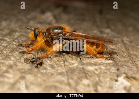 Voleur géant voler (lat. Pogonosoma maroccanum) Banque D'Images