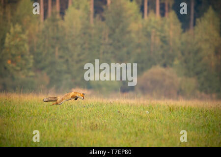 La chasse au renard rouge sur une prairie avec forêt en arrière-plan à l'automne. Banque D'Images