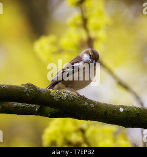 Chaffinch femelle recueillir Banque D'Images