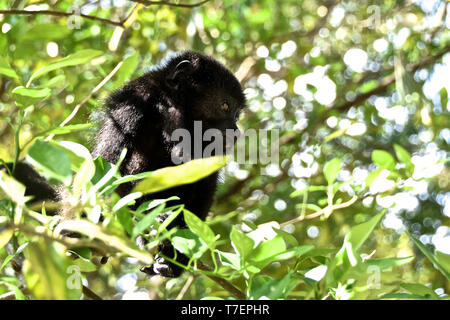 CLOSE-UP OF Spider MONKEY ON TREE Banque D'Images