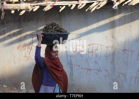 Woman balancing des cow-dung sur la tête à l'exécution pour le séchage et l'a utilisé pour faire du feu Banque D'Images