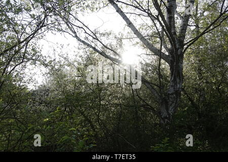 Au coucher du soleil,fleurs,Winzlar Steinhuder Meer, en Allemagne. Banque D'Images