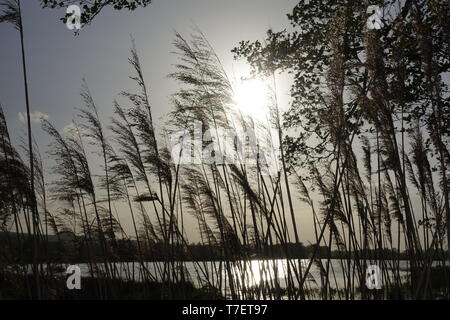 Au coucher du soleil,fleurs,Winzlar Steinhuder Meer, en Allemagne. Banque D'Images