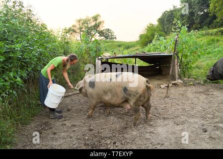 Fermière et restauration cuisinier sur sa ferme porcine avec Gloucestershire vieux Spots (GOS), les porcelets sont croix avec les Noirs, Blanchardville, WI, USA Banque D'Images