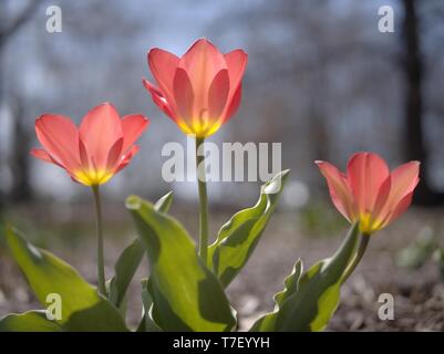 Tulipes précoce ouverte avant le début officiel du Festival des tulipes, parc des Commissaires, à Ottawa, Ontario, Canada. Banque D'Images