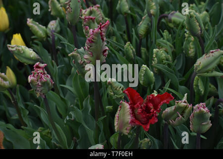 Tulipes Viridiflora Esperanto, Festival des tulipes de sabots de bois Banque D'Images