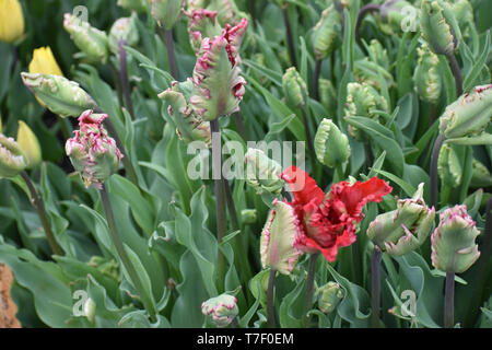 Tulipes Viridiflora Esperanto, Festival des tulipes de sabots de bois Banque D'Images