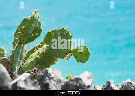 Rouge plante poussant dans les rochers. Cactus thon avec arrière-plan de l'océan, alias le figuier de barbarie Banque D'Images