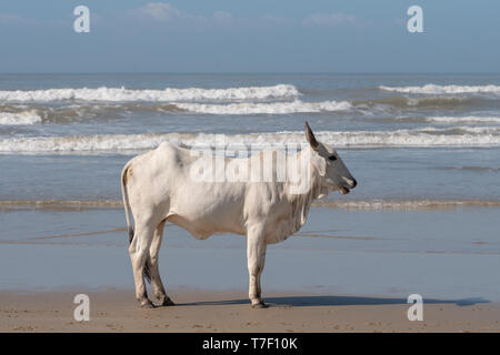 Vache Nguni blanc au deuxième Plage, Port St Johns sur la côte sauvage au Transkei, Afrique du Sud. Les vaches locales viennent jusqu'à la plage pour se rafraîchir. Banque D'Images