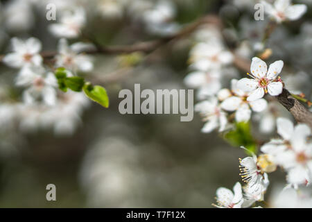 Beau printemps floral abstract background de blossoming cherry tree. Rameaux densément couverte de fleurs blanches. Parfait comme un arrière-plan, copie gauche sp Banque D'Images