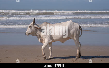 Vache Nguni blanc au deuxième Plage, Port St Johns sur la côte sauvage au Transkei, Afrique du Sud. Les vaches locales viennent jusqu'à la plage pour se rafraîchir. Banque D'Images