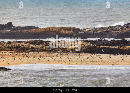 Voir l'île de Mogador d'une plage à Essaouira Maroc avec une mouette Banque D'Images