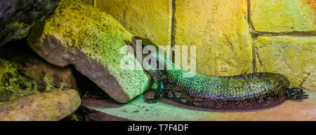 Bleu commun tongued skink lizard tropical, gros plan en provenance de l'Australie et l'Indonésie, populaires dans herpetoculture en pet Banque D'Images