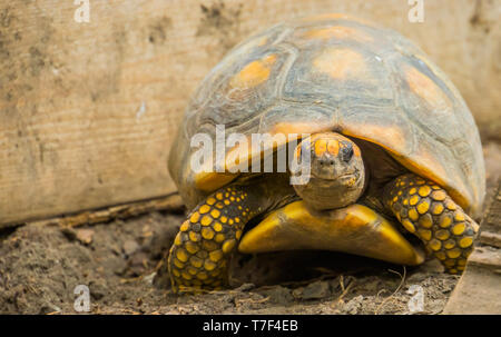 Closeup portrait of a yellow footed, tortue tortue terres tropicales d'Amérique, espèce de reptile avec un statut vulnérable Banque D'Images