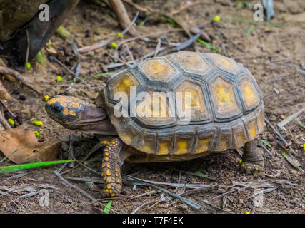 Libre d'une tortue à pieds jaunes ramper dans le sable, terre tropicale tortue de l'Amérique, espèce de reptile avec un statut vulnérable Banque D'Images