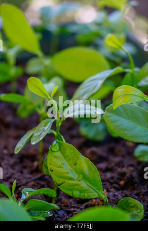 Des plantules germées citron dans le pot portrait libre Banque D'Images