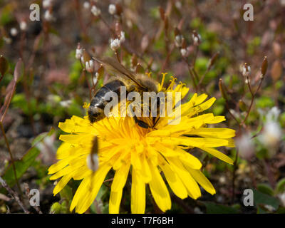 Nectar d'abeille à partir d'une fleur de pissenlit. Journée ensoleillée de printemps, à la campagne. Le processus de la pollinisation des fleurs. Banque D'Images