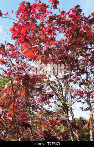 Un érable japonais - Acer palmatum 'Bloodgood' - à Alton Baker Park à Eugene, Oregon, USA. Banque D'Images
