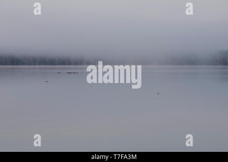 Caiman surnommé 'El Chino' apparaît tôt le matin lorsque le premier feu est parmi la brume au Lac Sandoval en Amazonie péruvienne, Pérou Banque D'Images