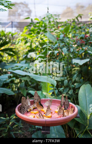 Mariposario (ou ferme aux papillons) dans Tambopata Puerto Maldonado, Amazonie, Pérou Banque D'Images