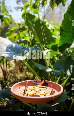 Mariposario (ou ferme aux papillons) dans Tambopata Puerto Maldonado, Amazonie, Pérou Banque D'Images