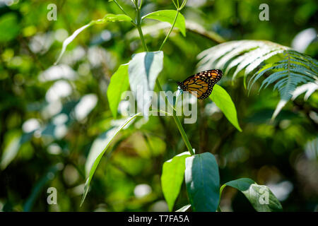 Monach Butterfy au Mariposario (ou ferme aux papillons) dans Tambopata Puerto Maldonado, Pérou, Amazonie péruvienne Banque D'Images