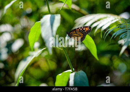 Monach Butterfy au Mariposario (ou ferme aux papillons) dans Tambopata Puerto Maldonado, Pérou, Amazonie péruvienne Banque D'Images