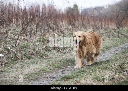 Chien golden retriever Banque D'Images