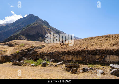 Llama pâturage sur la place principale du site archéologique de Chavín de Huántar au Pérou Banque D'Images