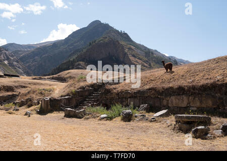 Llama pâturage sur la place principale du site archéologique de Chavín de Huántar au Pérou Banque D'Images