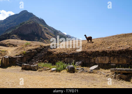 Llama pâturage sur la place principale du site archéologique de Chavín de Huántar au Pérou Banque D'Images