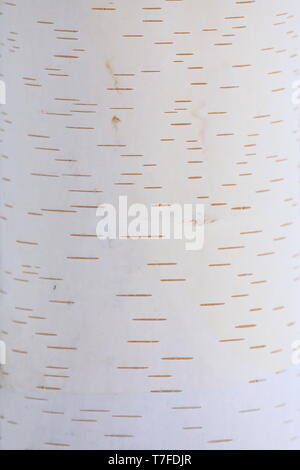 Gros plan du bouleau blanc texture écorce d'arbre Banque D'Images