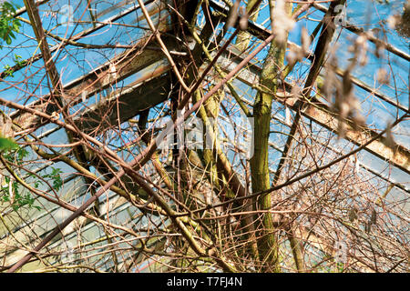 Ancienne serre. Climat post-apocalyptique. Envahis par les buissons et les fourrés de printemps Banque D'Images