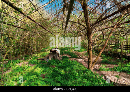 Ancienne serre. Climat post-apocalyptique. Envahis par les buissons et les fourrés de printemps Banque D'Images