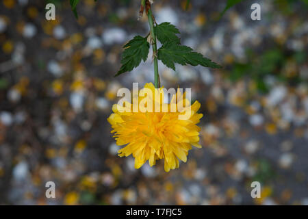 Plenifolia vexille japonica, Juifs, manteau. Fleur jaune unique hors focus pétales dans l'arrière-plan. Close up. Fleur d'Asie. Banque D'Images