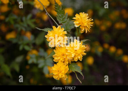 Vexille japonica, Plenifolia, manteau juifs pleine floraison arbuste. Branche avec fleurs jaunes. Close up. Fleur d'Asie. Banque D'Images