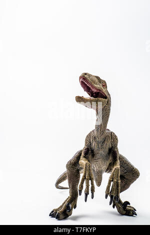 , Dinosaure Velociraptor sur fond blanc . Banque D'Images