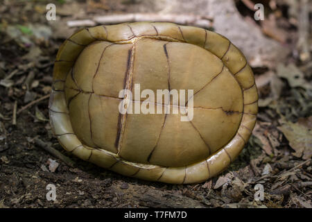 Un homme adulte fort tridactyle (tortues Terrapene carolina triungis) de Chatauqua County, Kansas, États-Unis. Banque D'Images