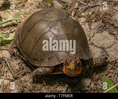 Un homme adulte fort tridactyle (tortues Terrapene carolina triungis) de Chatauqua County, Kansas, États-Unis. Banque D'Images